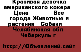 Красивая девочка американского кокера › Цена ­ 35 000 - Все города Животные и растения » Собаки   . Челябинская обл.,Чебаркуль г.